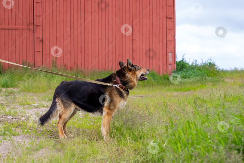 Скачать Немецкая овчарка на поводке в поле у красного амбара фотосток Ozero