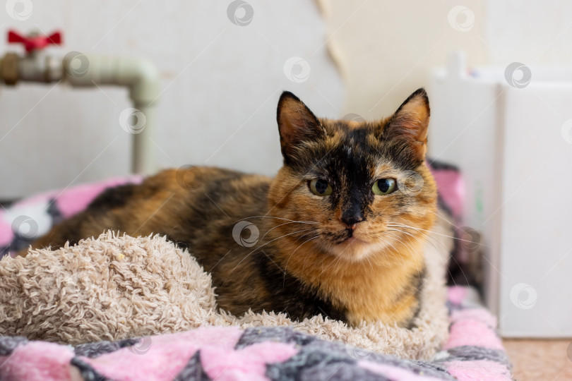 Скачать Красивая ситцевая кошка уютно устроилась на розово-сером одеяле фотосток Ozero