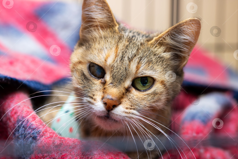 Скачать Милая кошечка уютно устроилась на розово-голубом одеяле фотосток Ozero