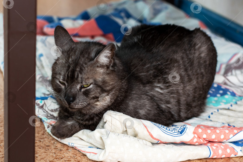 Скачать Черная кошка мирно отдыхает на уютном одеяле с закрытыми глазами фотосток Ozero