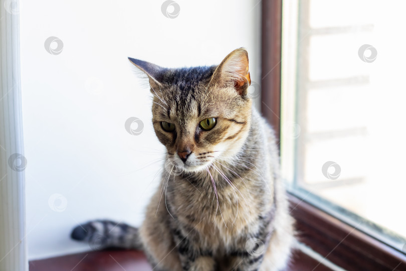 Скачать Домашняя кошка удобно устроилась на подоконнике и смотрит на улицу фотосток Ozero