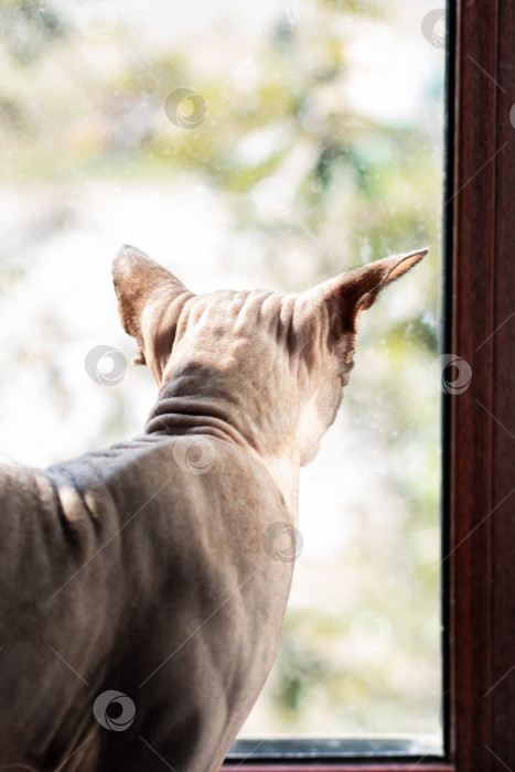 Скачать Безволосая кошка с любопытством выглядывает из открытого окна фотосток Ozero