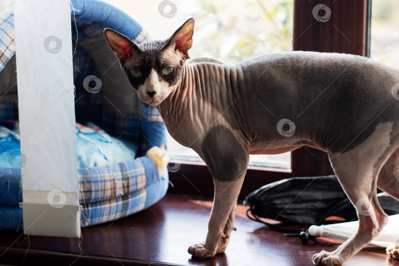 Скачать В данный момент на подоконнике грациозно стоит безволосая кошка фотосток Ozero