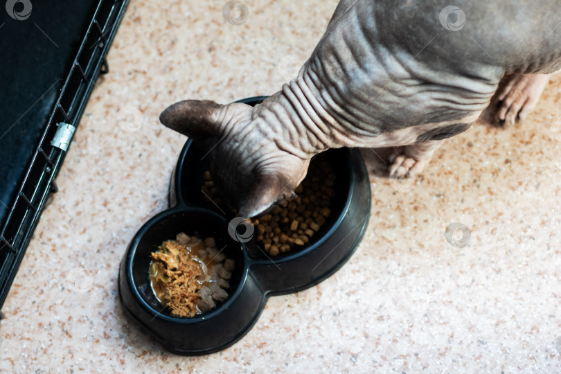 Скачать Безволосая кошка, часто известная как сфинкс, ест из черной миски фотосток Ozero