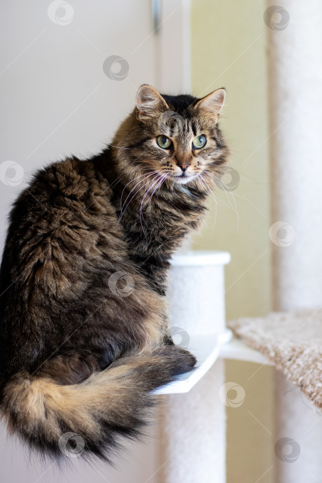 Скачать На вершине кошачьего дерева удобно устроился кот и пристально смотрит в камеру фотосток Ozero