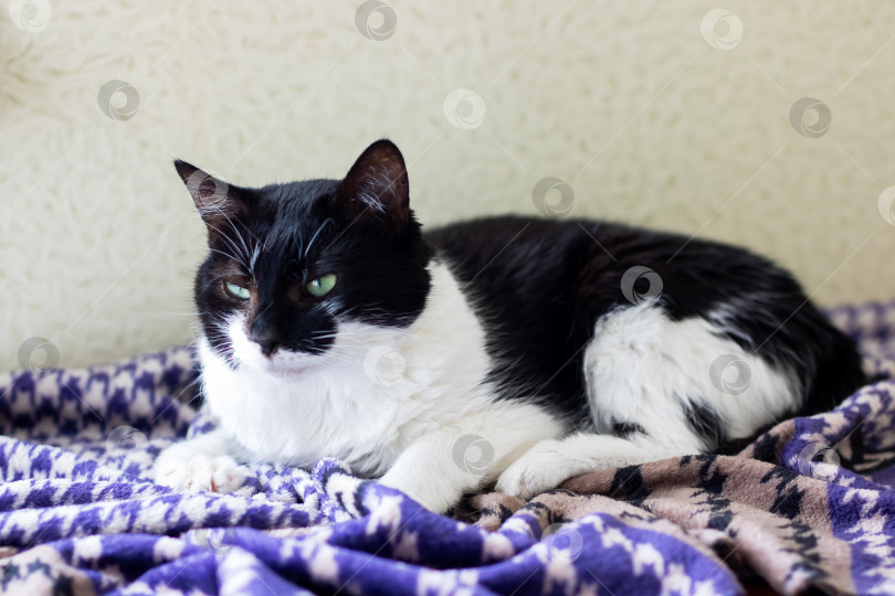 Скачать Черно-белая кошка уютно устроилась на ярком фиолетовом одеяле фотосток Ozero