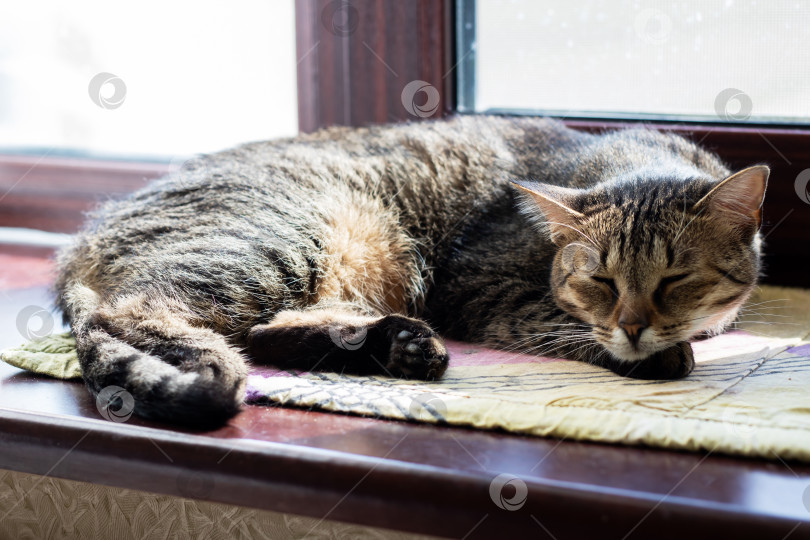 Скачать Кошка мирно спит на залитом солнцем подоконнике с закрытыми глазами фотосток Ozero