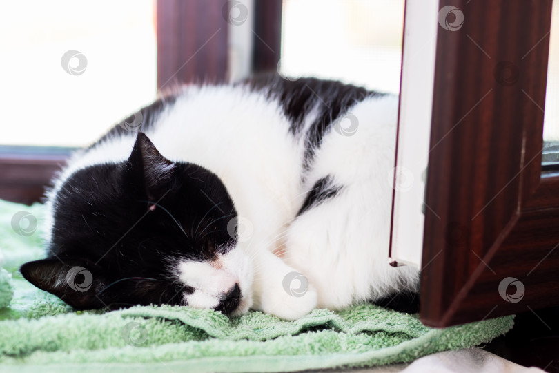 Скачать Черно-белая кошка мирно спит на мягком зеленом полотенце фотосток Ozero