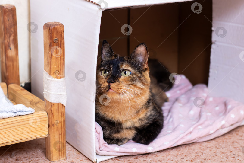 Скачать Милая кошечка лежит в уютной коробке, застеленной мягким розовым одеяльцем фотосток Ozero