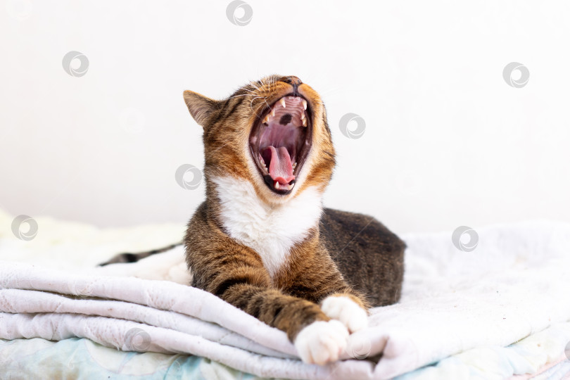 Скачать Пушистая кошка широко зевает на кровати, демонстрируя свои очаровательные черты фотосток Ozero