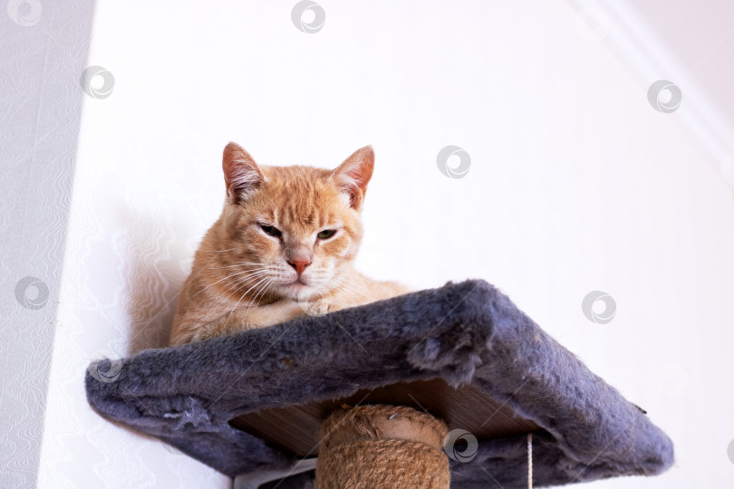 Скачать Оранжевая кошка удобно устроилась на вершине высокого кошачьего дерева фотосток Ozero