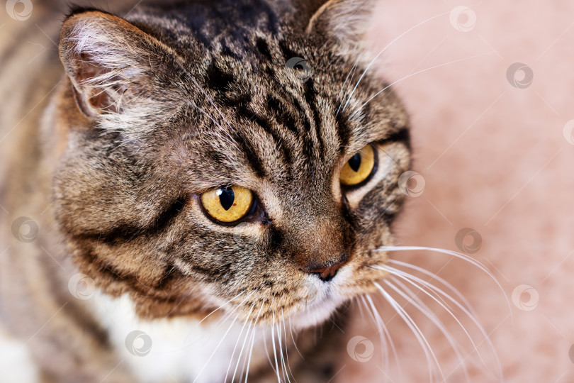 Скачать Детализированный снимок кошачьей морды крупным планом, демонстрирующий ее поразительные желтые глаза фотосток Ozero