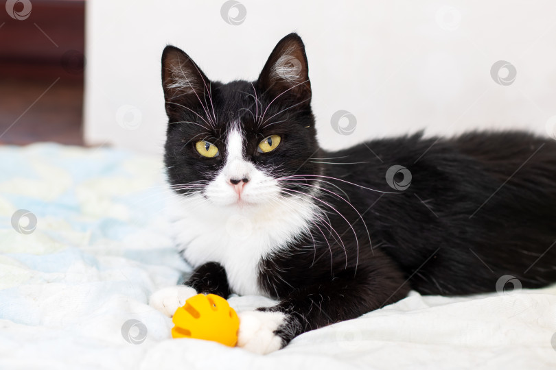 Скачать Черно-белая кошка, уютно лежащая на кровати с ярко-желтой игрушкой фотосток Ozero