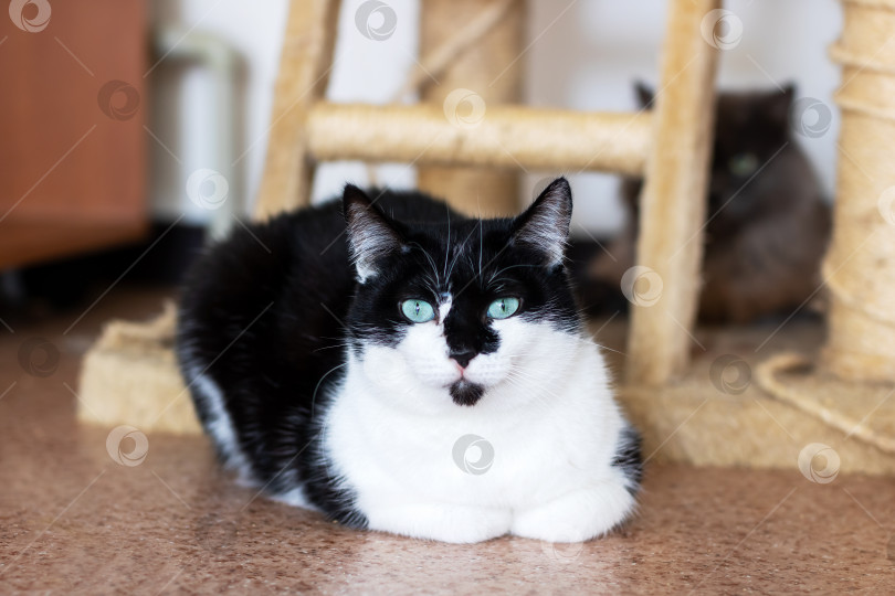 Скачать На полу лежит черно-белая кошка с поразительными зелеными глазами фотосток Ozero