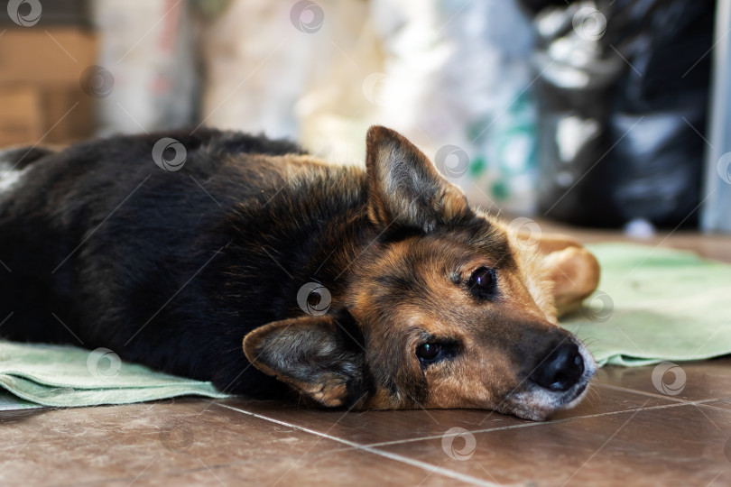 Скачать Коричнево-черная собака мирно лежит на полу фотосток Ozero