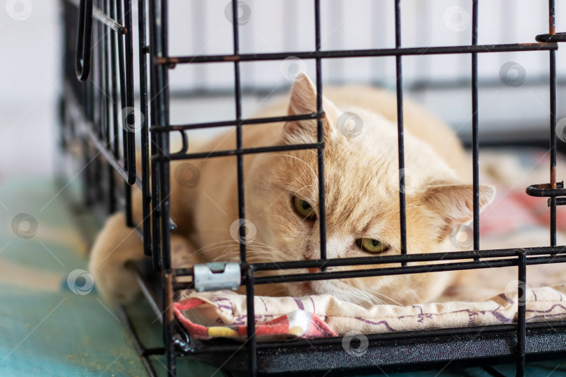 Скачать В данный момент кошка мирно лежит в клетке на мягком одеяле фотосток Ozero