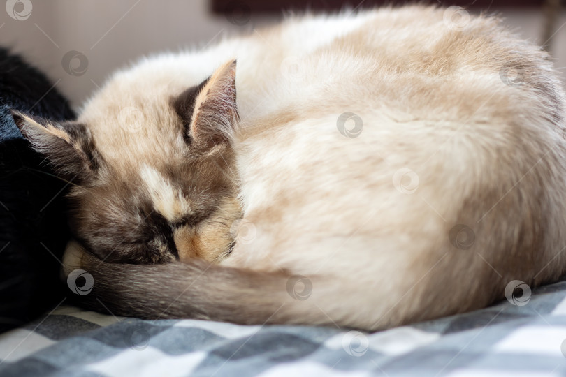 Скачать Симпатичная бело-коричневая кошечка мирно спит на уютной кроватке фотосток Ozero