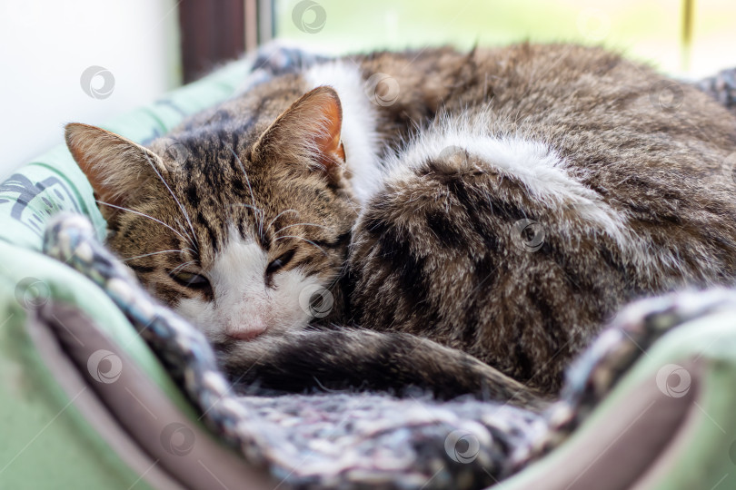 Скачать Пушистый кот мирно спит в уютной кошачьей кроватке, расположенной рядом с окном фотосток Ozero