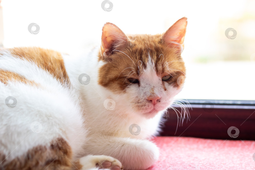 Скачать Коричнево-белая кошка неторопливо разлеглась на розовом ковре фотосток Ozero