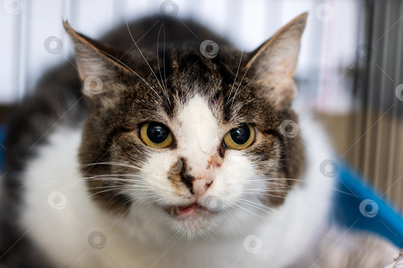 Скачать Детализированный крупный план кошки, пристально смотрящей прямо в камеру фотосток Ozero