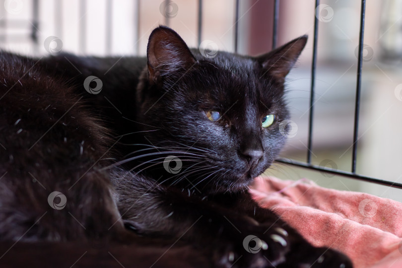 Скачать Черная кошка лежит в клетке и смотрит в камеру так, словно позирует фотосток Ozero