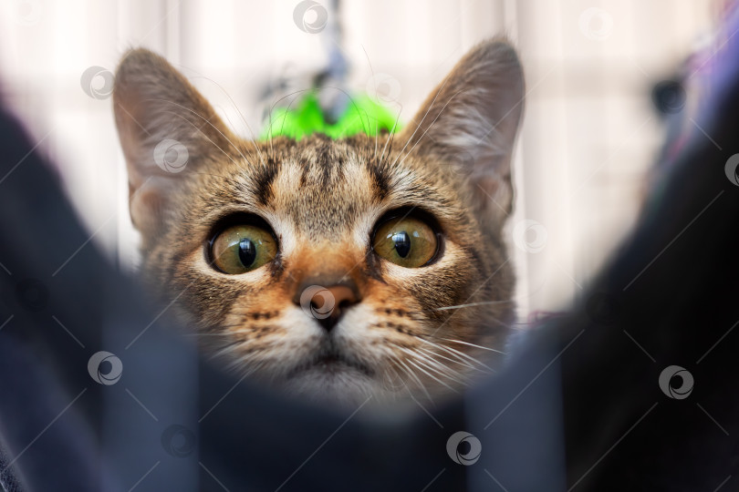 Скачать Подробный крупный план любопытной кошки, пристально смотрящей в камеру фотосток Ozero