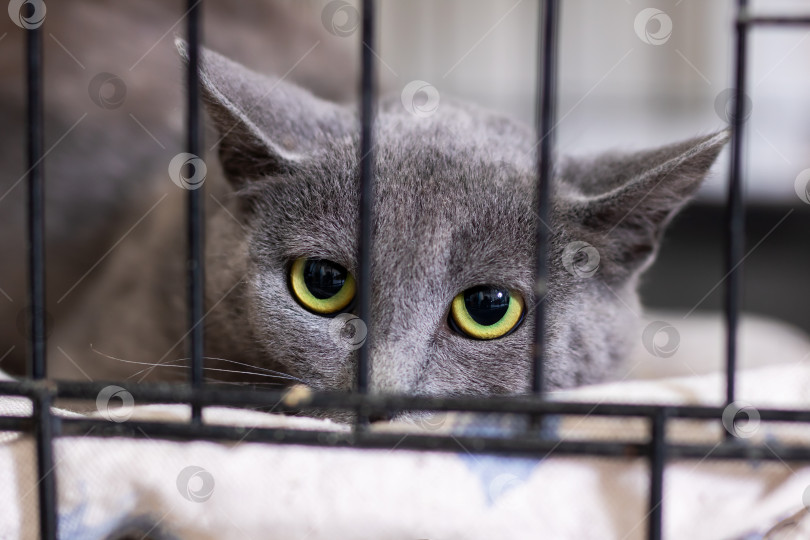 Скачать Серая кошка с яркими желтыми глазами в данный момент находится в клетке фотосток Ozero