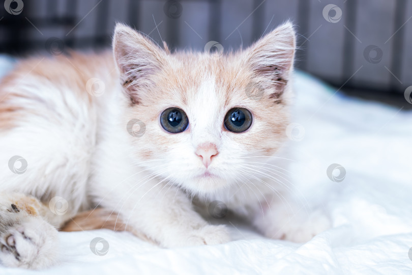 Скачать Маленький бело-коричневый котенок лежит на уютной кроватке и пристально смотрит в камеру фотосток Ozero