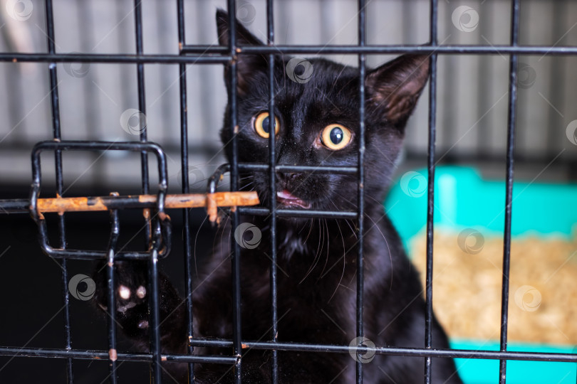 Скачать Черная кошка уютно устроилась в клетке с палкой во рту фотосток Ozero