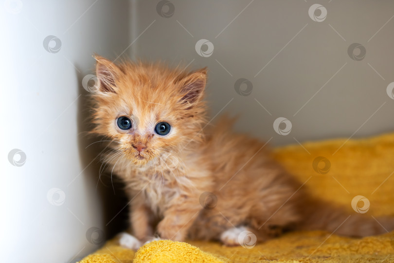 Скачать Маленький оранжевый котенок с голубыми глазами сидит на желтом одеяле фотосток Ozero