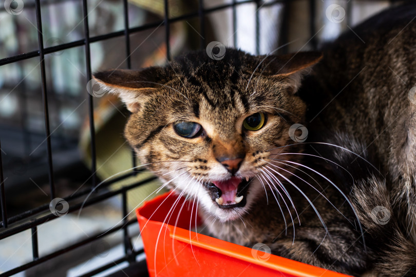 Скачать Кошка сидит в клетке с открытой пастью и, возможно, громко мяукает фотосток Ozero