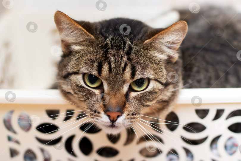 Скачать Кошка, развалившаяся в корзине для белья, с любопытством смотрит в камеру фотосток Ozero