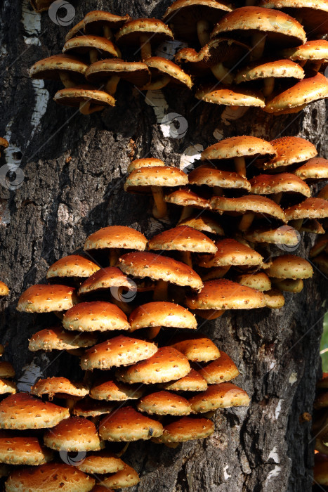 Скачать желто-коричневые ядовитые грибы Hypholoma fasciculare растут на старой березе фотосток Ozero