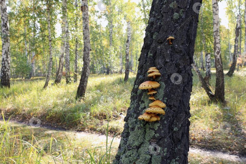 Скачать Грибы Hypholoma fasciclee растут на березе, покрытой мхом. фотосток Ozero
