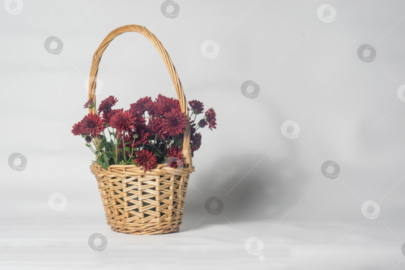 Скачать корзинка с хризантемами фотосток Ozero