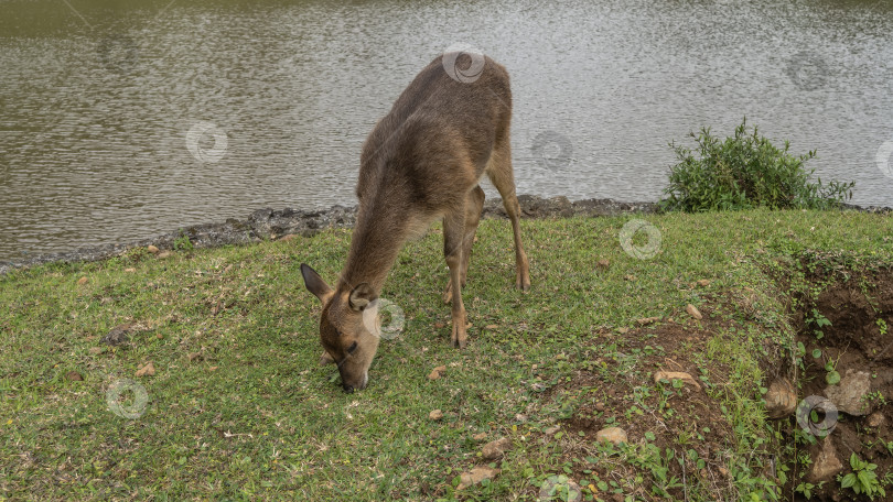 Скачать Олень Rusa Cervus timorensis пасется на зеленой лужайке у пруда. фотосток Ozero