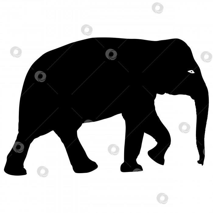 Скачать Силуэт большого африканского слона на белом фоне фотосток Ozero