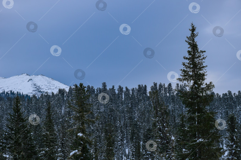 Скачать Зима в горной тайге фотосток Ozero