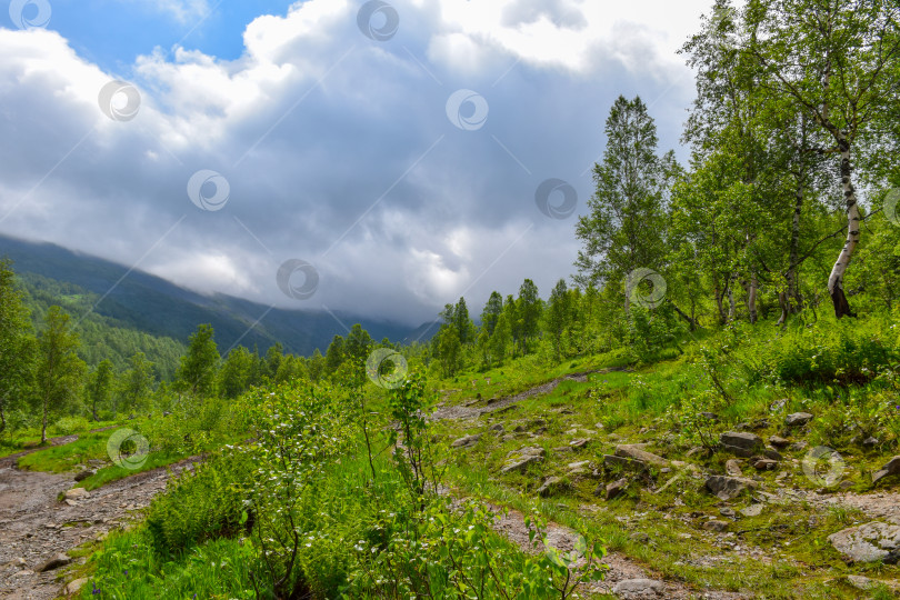 Скачать Таёжный пейзаж фотосток Ozero
