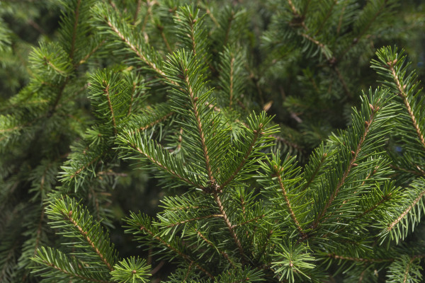 [object Object] undefined