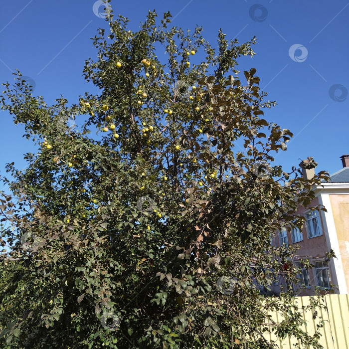 Скачать Яблоня. фотосток Ozero