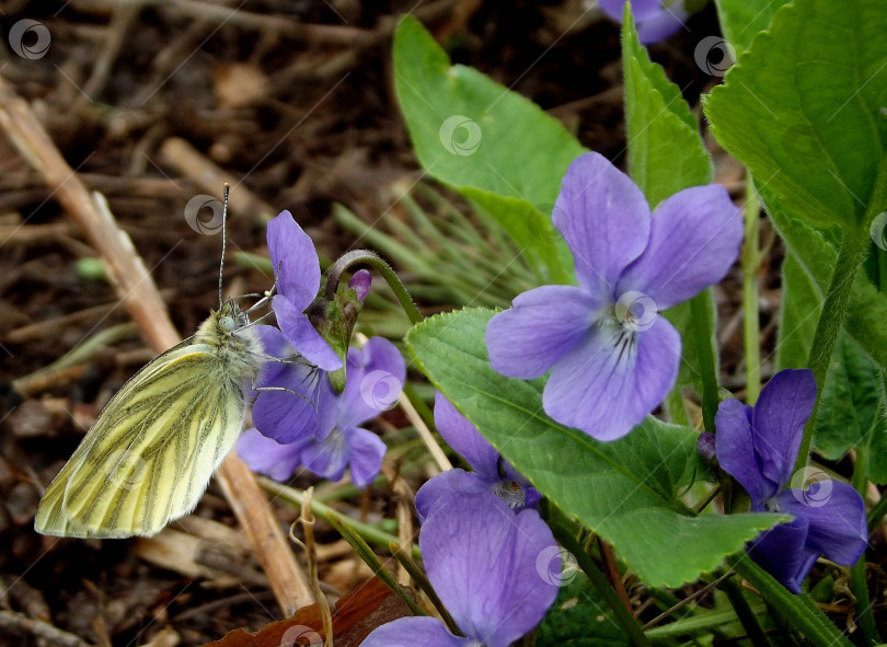 Скачать Желтая обыкновенная серная бабочка (Gonepteryx rhamni) на цветке фиалки (Viola). Сомкнуться фотосток Ozero