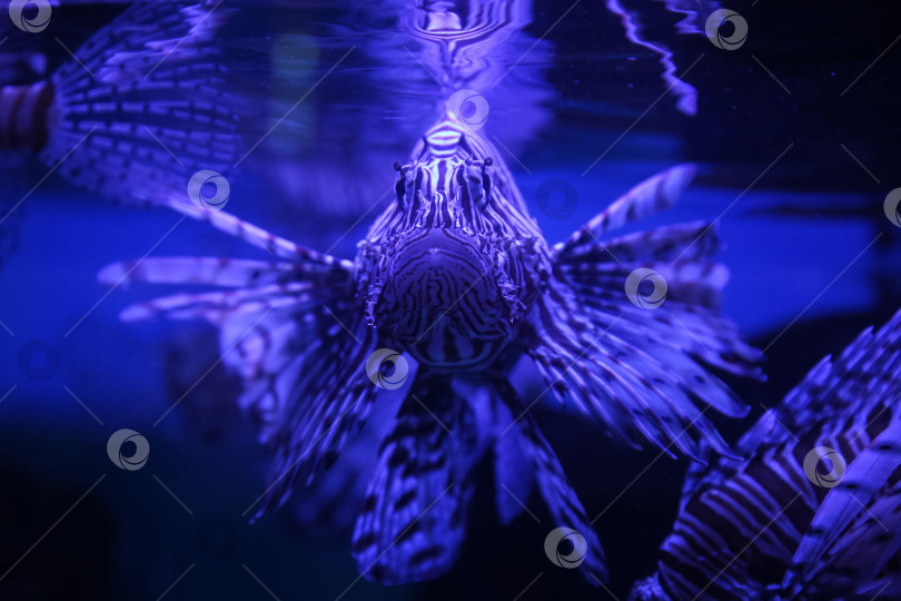 Скачать Крылатка (dendrochirus zebra), рыба в аквариуме фотосток Ozero