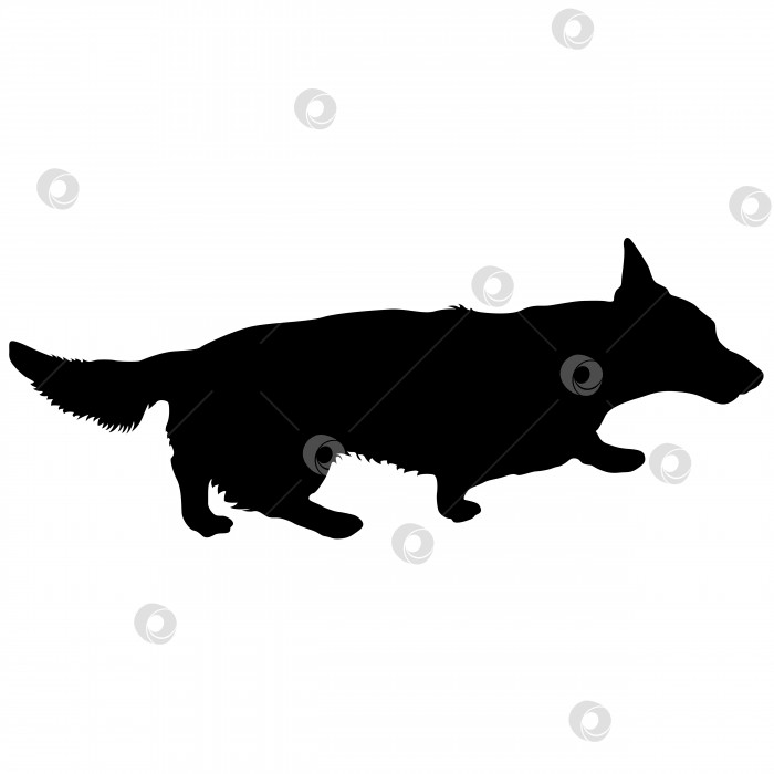 Скачать Силуэт собаки породы вельш-корги на белом фоне фотосток Ozero