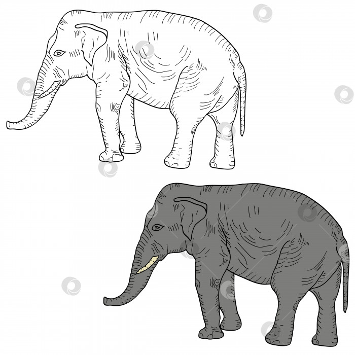 Скачать Нарисуйте большого африканского слона на белом фоне. Векторная иллюстрация фотосток Ozero