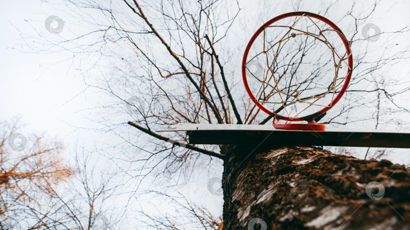 Скачать Баскетбольное кольцо на дереве красного цвета с сеткой. Вид снизу. Фон. избирательный фокус фотосток Ozero