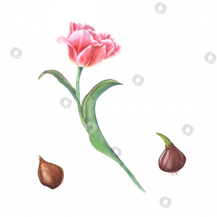 Скачать Акварельная цветочная весенняя иллюстрация розового тюльпана с луковицами, выделенными на белом фоне. Идеально подходит для обоев, текстиля, для оформления журналов, книг, блокнотов, поздравительных открыток, приглашений фотосток Ozero