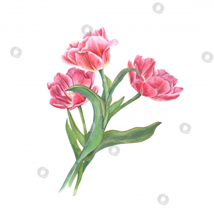 Скачать Акварельный букет розовых тюльпанов, выделенный на белом фоне. Красивая иллюстрация для оформления открыток, поздравлений, выкроек, для сохранения даты, Дня Святого Валентина, дня рождения, свадебных открыток фотосток Ozero