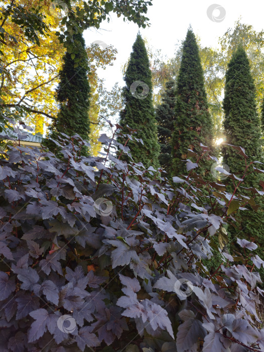 Скачать осенний сад фотосток Ozero