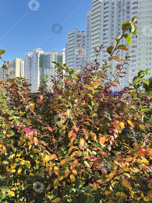 Скачать осенний город фотосток Ozero